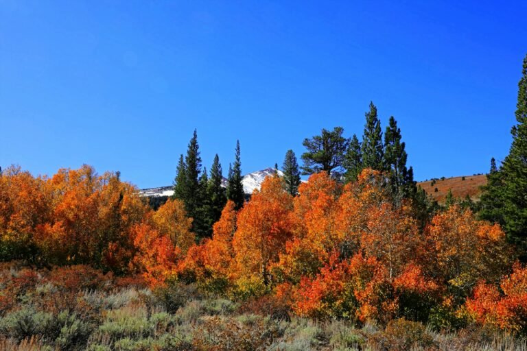 Autumn forest with vibrant orange foliage under a clear blue sky and snow-capped mountain.