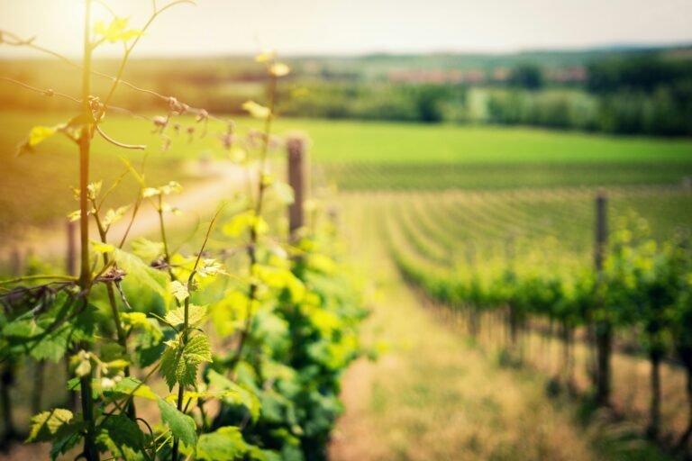 A scenic view of a vineyard with rows of vines under the bright sunlight.