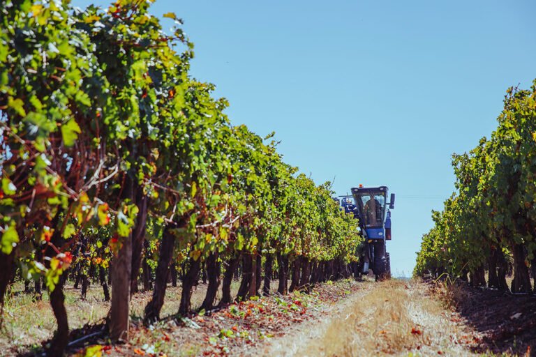 Vineyard tractor harvesting grapes under a bright blue sky.