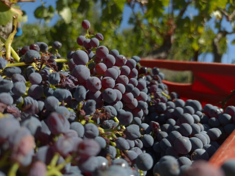 A basket full of ripe red and purple grapes harvested during the grape harvest season.