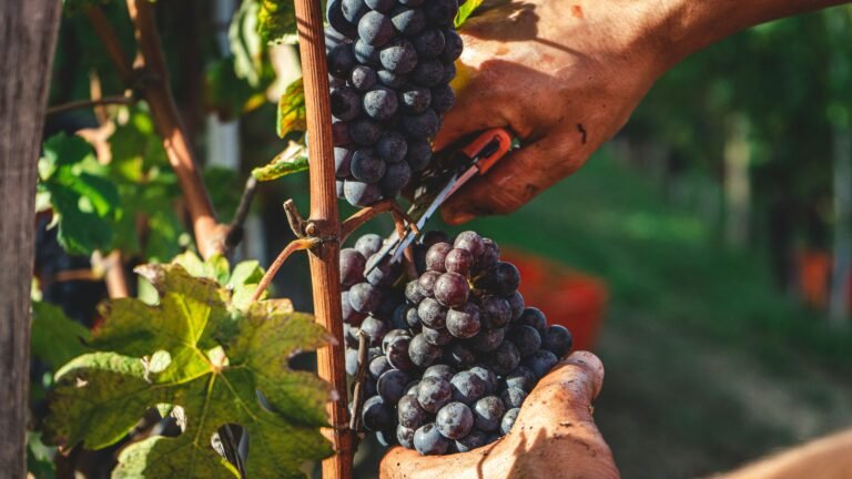 A close-up of freshly harvested black grapes being cut from the vine in a vineyard.