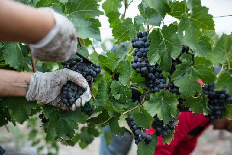 Close-up of grapevine harvest in progress, with hands picking grapes and wearing protective gloves.