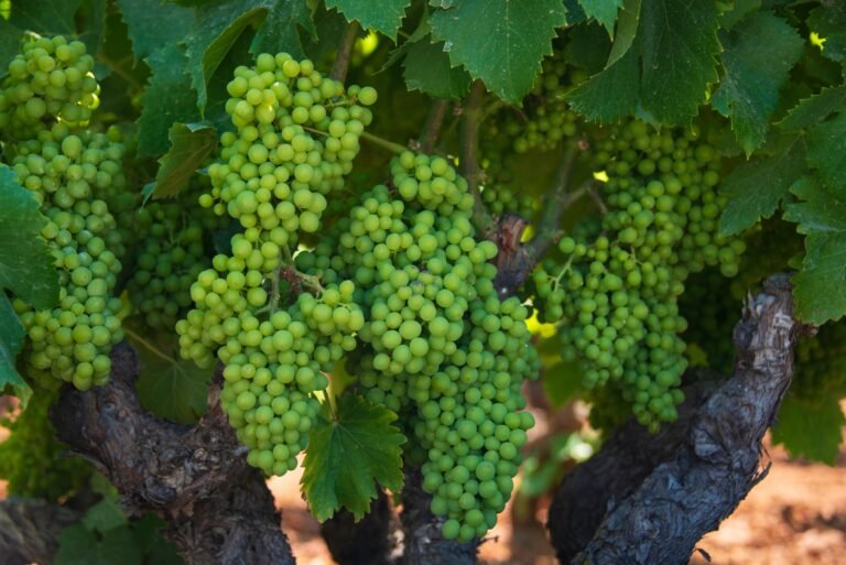 Close-up of unripe green grapes hanging on a vine surrounded by lush green leaves.