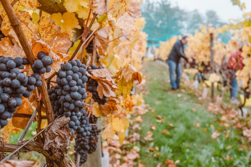 Grapes ripening on the vine in a vineyard during autumn, with yellow leaves and a worker in the background.