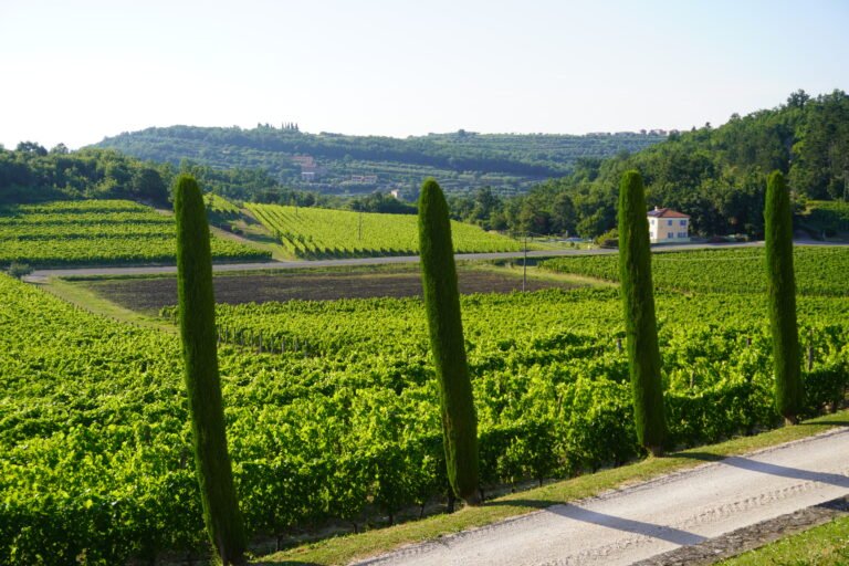 Expansive vineyards under the sun in Istria, lined with cypress trees and surrounded by lush greenery