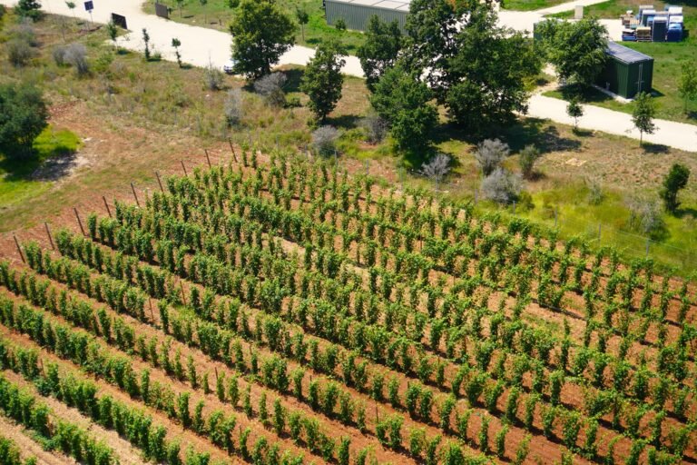 Aerial view of a neatly organized vineyard with rows of grapevines stretching across the countryside.