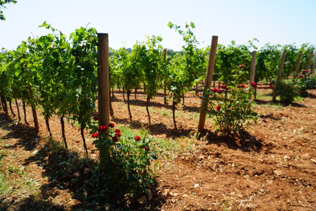 Sunny vineyard with rows of grapevines and red rose bushes planted at the end of each row.