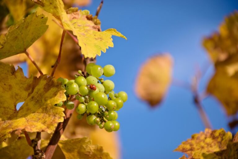 A close-up shot of green grapes with a ladybug on them, surrounded by autumn leaves against a blue sky.