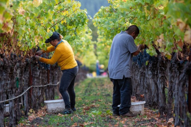 Two vineyard workers handpicking grapes during the harvest season among rows of grapevines.