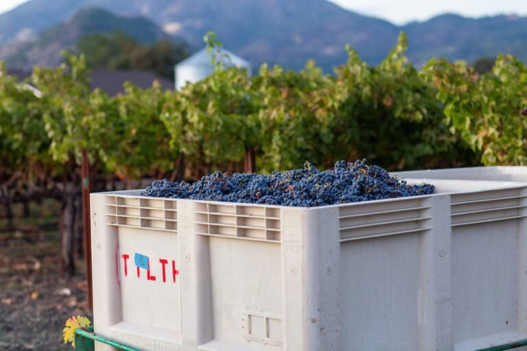 Freshly harvested grapes in a large crate at a vineyard, with mountains and greenery in the background.