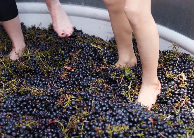 Close-up of people stomping grapes with bare feet in a traditional wine-making process.