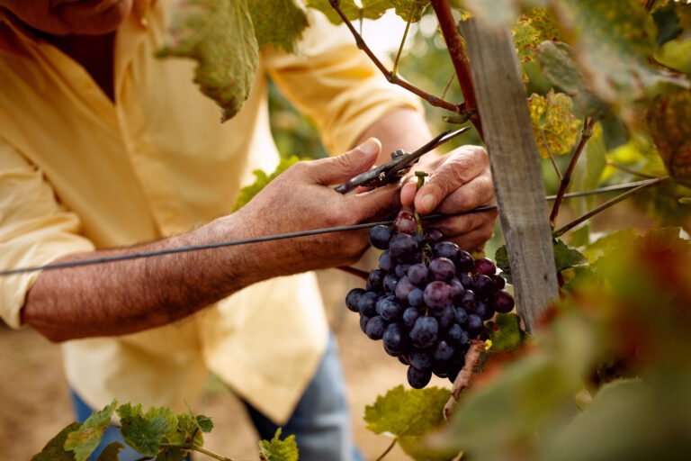 Close-up of a winemaker harvesting grapes in a vineyard.