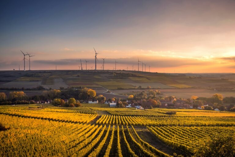 Scenic vineyard landscape with rows of grapevines and wind turbines on the horizon during sunset.