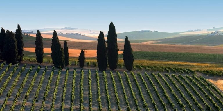 Vineyard landscape with rows of grapevines and tall cypress trees under a clear sky