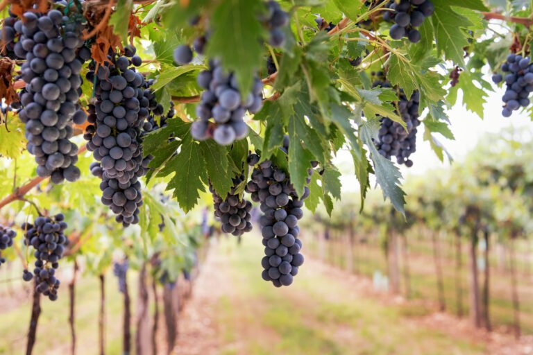 Cluster of ripe Pedro Ximénez grapes hanging from a vine in a sunny vineyard, surrounded by lush green leaves, showcasing the start of fine sherry production.