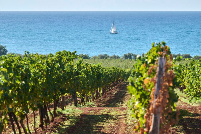 Scenic view of a lush vineyard leading to the sea, with a sailboat in the distance under a clear blue sky.