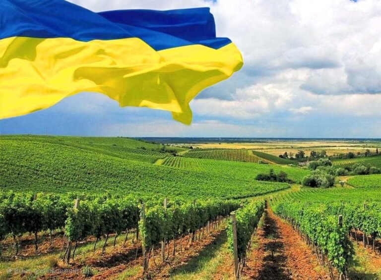 Ukrainian vineyard under a bright blue sky, with the Ukrainian flag waving in the foreground.