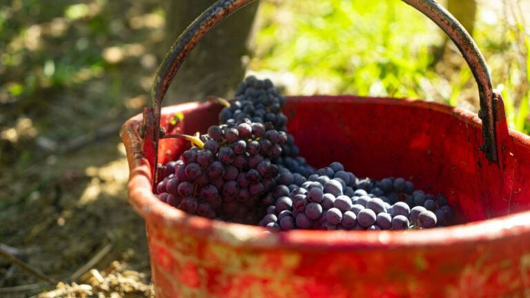 A red bucket filled with freshly harvested purple grapes in a vineyard, illuminated by soft sunlight