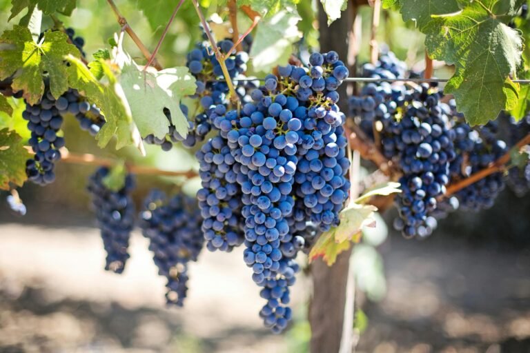 Lush bunches of deep blue grapes hanging from a vine, bathed in sunlight at a vineyard, ready for harvest.