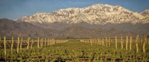 Vineyards in Maipú, Mendoza, with mountains in the background.