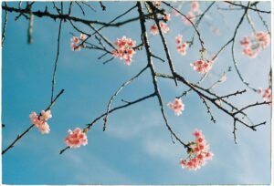 "Cherry blossoms on thin branches against a bright blue sky, capturing the essence of spring.