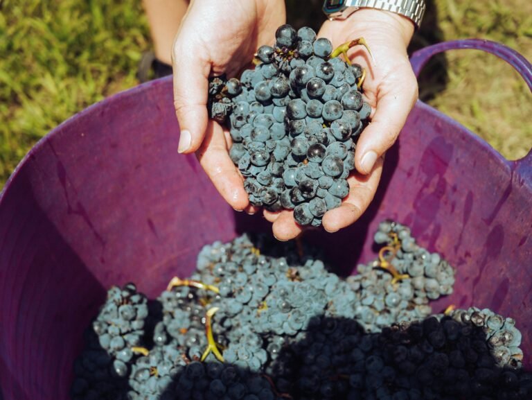 Close-up of ripe grapes in a vineyard with lush green leaves