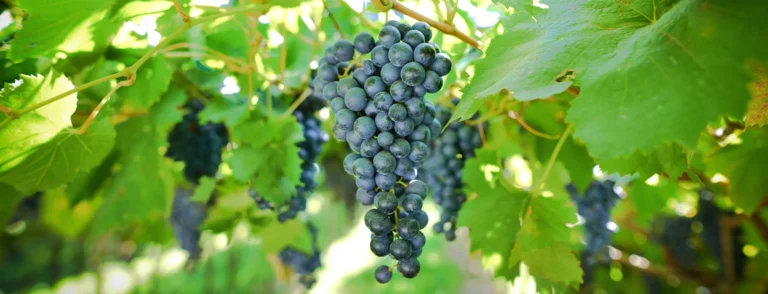 Close-up of ripe Grenache grapes hanging on the vine under vibrant green leaves in a sunlit vineyard.