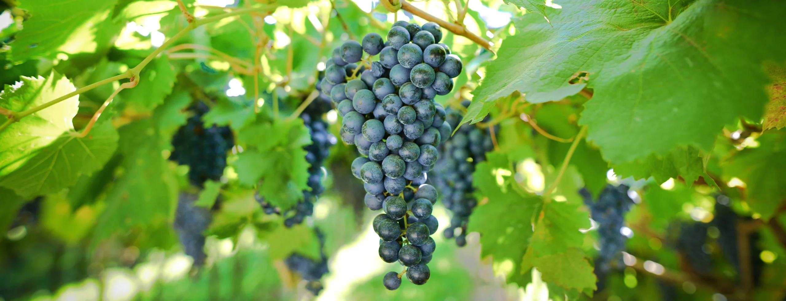 Close-up of ripe Grenache grapes hanging on the vine under vibrant green leaves in a sunlit vineyard.