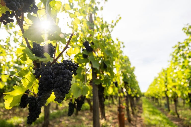Close-up of ripe black grapes hanging on sunlit vines in a lush green vineyard during late summer.
