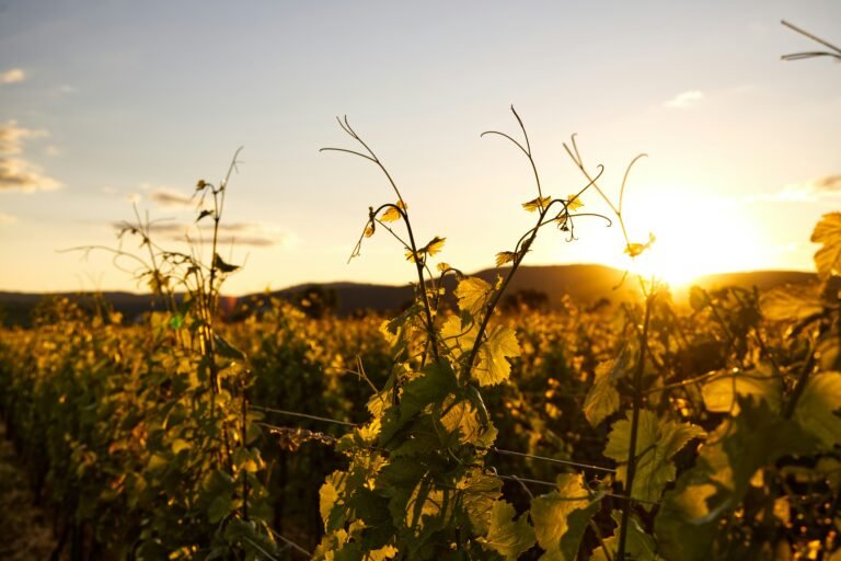 Golden sunset over a vineyard with grapevines silhouetted against the light in a serene countryside landscape.