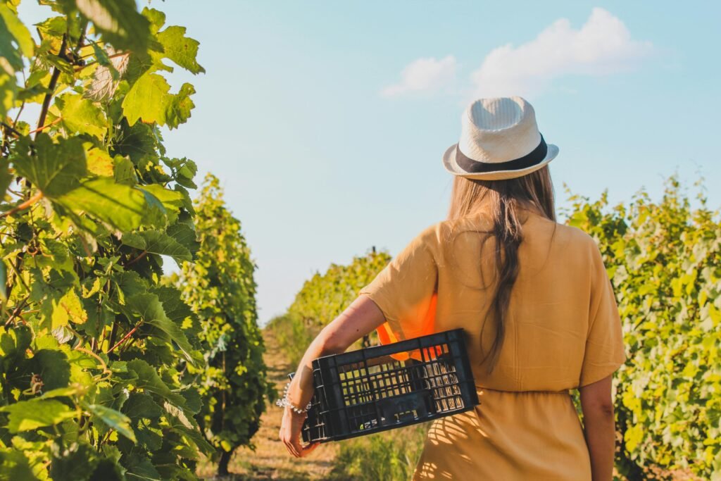 Woman in a straw hat carrying a harvest crate through a sunny vineyard, ready for grape picking.