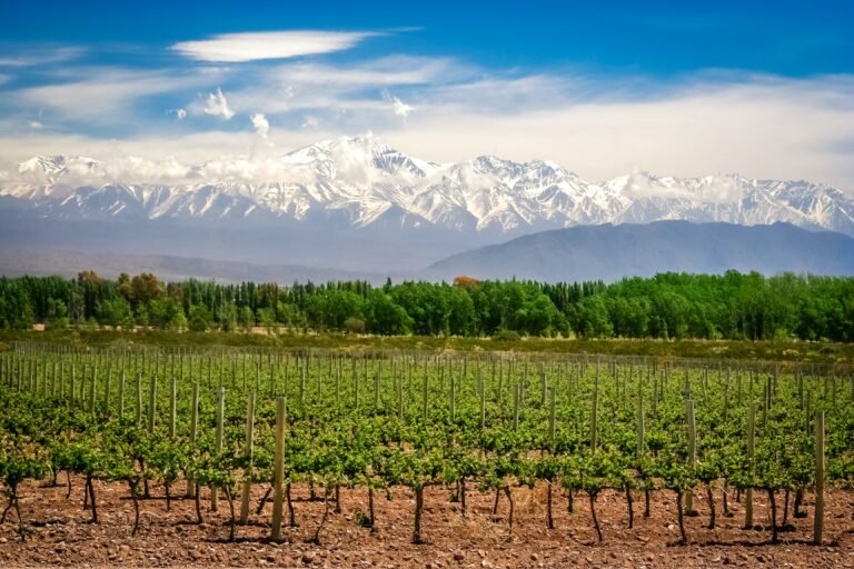 Vineyards in Mendoza, Argentina, with the majestic Andes Mountains in the background — a stunning landscape producing world-class Malbec wines.
