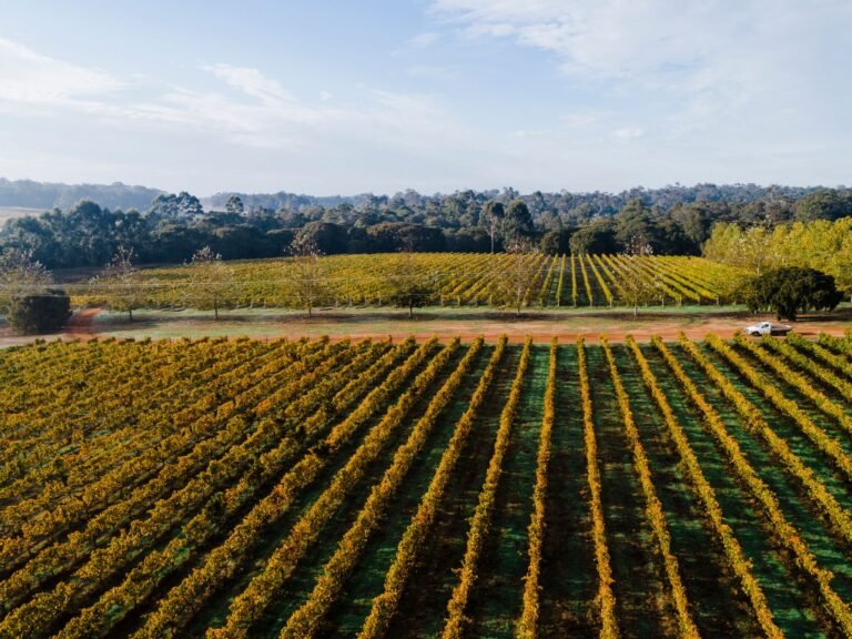 Aerial view of the lush vineyards in Margaret River, Australia, showcasing neat rows of grapevines under a clear blue sky — one of the country’s top wine regions.